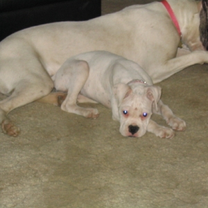 Puppy Layla