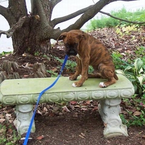 Gus in Ashville on vaction with us at 3 months