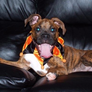 Gus the Jester (4 months old)
