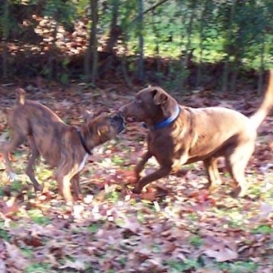 I love my lab brother Bear!