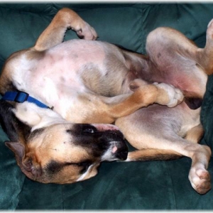 Baxter the contortionist