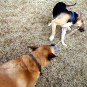 Tug of War