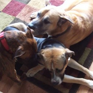 Big Pile of Boxers (and boxer mix)