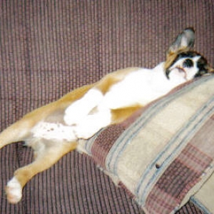 Roxie Snoozing at Grandma's