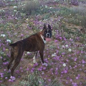 Desert Beauty