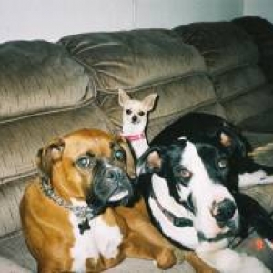 puppers