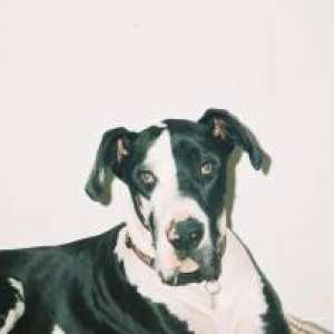 Beau-Bee Boy