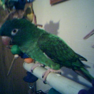 Blue Crown Conure
