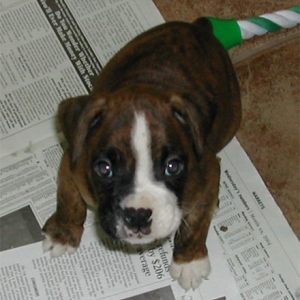 Smith (6 weeks old)