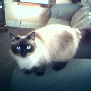 Oliver-Persian Mix