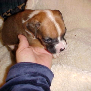 Wesson (4 weeks)
