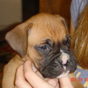 Boomer at 6 wks
