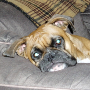 Smushie