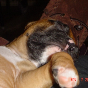 Boomer dreaming