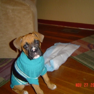 Boomer first sweater