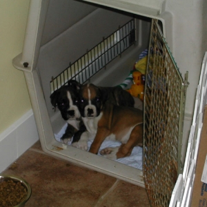 Smith & Wesson Snuggle