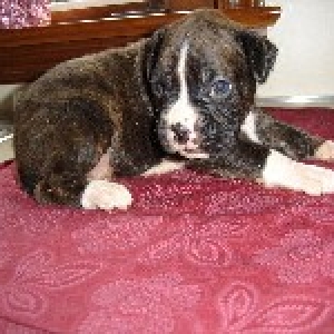 3 week baby