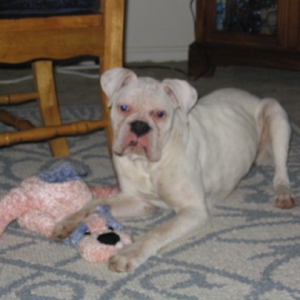 Layla & Her Puppy
