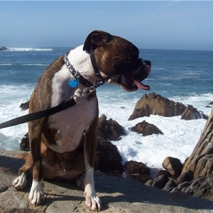Maggo and the Ocean