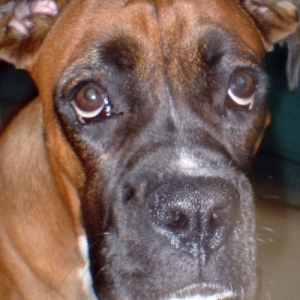 Look at that face!