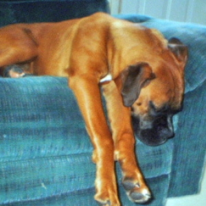 Sleepy puppy