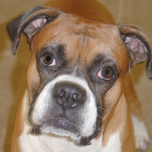 Nitro Methane Funny Dog