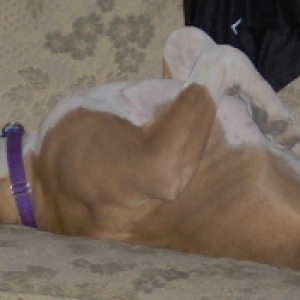 Bogart napping