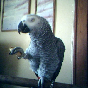 Davidson-Congo African Grey