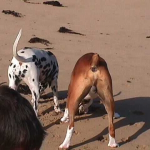 Beach Bums