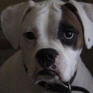 cassius