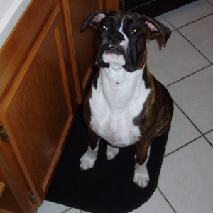 This is Mac.  Bella's 8 month old boxer cousin