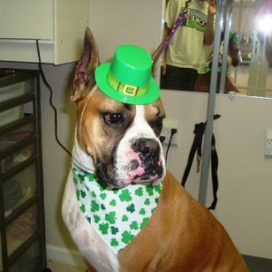 My Irish Jaimee