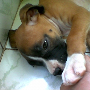 taras_first_day_at_home
