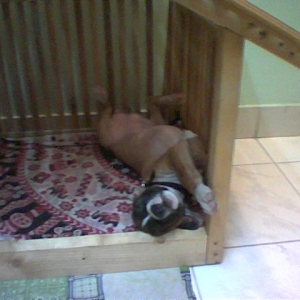 tara_sleeping_1
