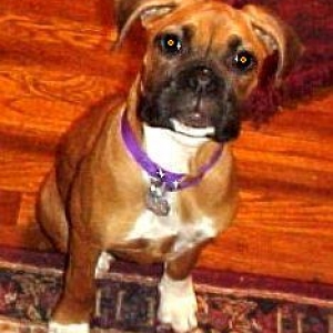 Roxie- 5 months