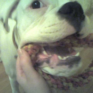 Give me my toy!!!