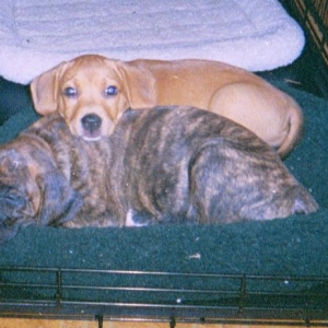 Babies in the Bed