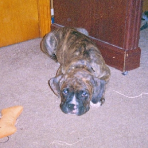 Tucker (at 2 1/2 months)