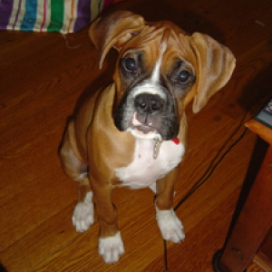 Bella Sitting - 8 months