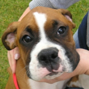 Tank's First Day Home