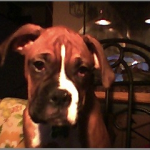 Bradie