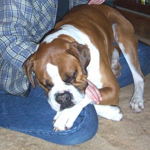 I am a Lap dog I am I am