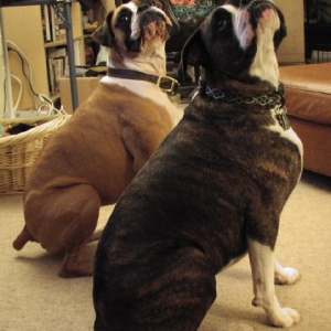 Nikki and Roxie