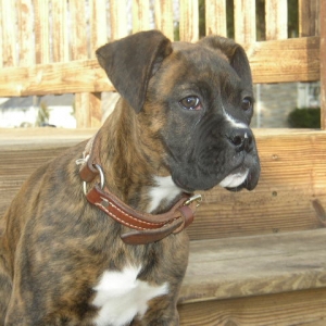lil.Dozer Boy