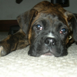 dozer