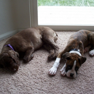 Sadie & Justice 3 months