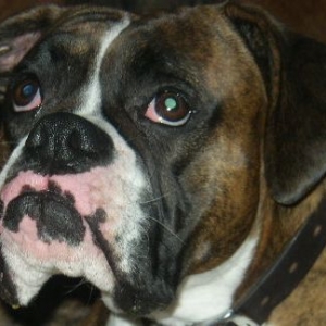 Bailey