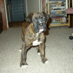 baby Dozer