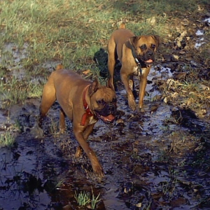 Sadie & Daisy