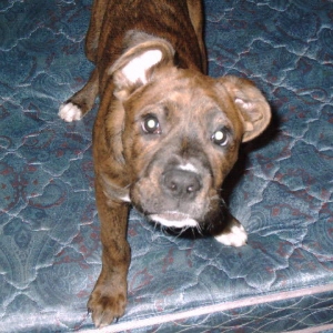 D.O.G.=Deogee growling at camera